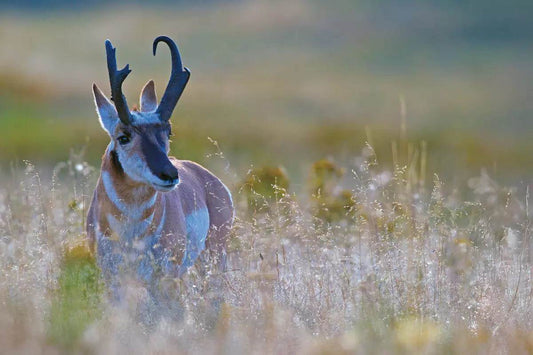 Pronghorn Blend