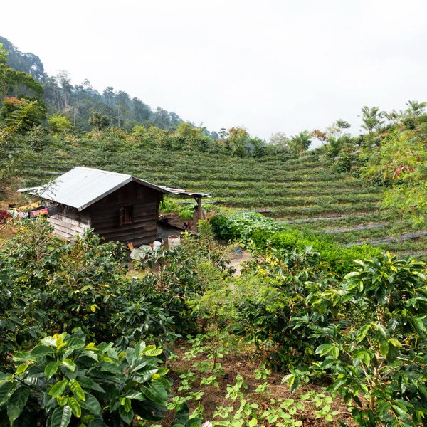 Sumatra Mandehling